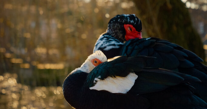 Ducks rest on a wooden railing on the shore of a calm pond surrounded by nature. Their vibrant colors contrast beautifully with the clear water and lush surroundings, creating a peaceful atmosphere.