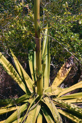 Furcraea foetida, commonly known as Mauritius hemp, is a striking tropical plant with long, sword-shaped leaves arranged in a dramatic rosette. Native to the Caribbean but naturalized in Mauritius