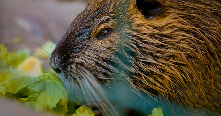 A nutria munches on a piece of cabbage at the farm. This vegetarian rodent showcases its strong teeth as it enjoys a healthy meal. The peaceful setting highlights the essence of farm life.