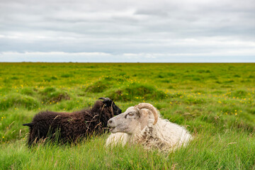 Icelandic sheep in the meadow in the South East of Iceland.
