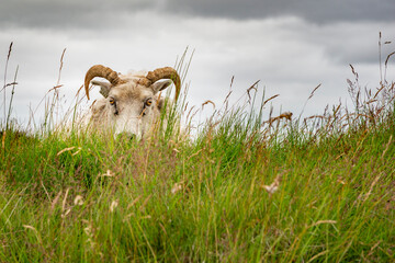 Icelandic sheep in the meadow in the South East of Iceland.