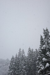 Heavy snow falls on tall pine trees, obscuring the background in a winter forest.