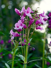 Fototapeta premium Niecierpek gruczołowaty (Impatiens glandulifera) to wysoka, jednoroczna roślina pochodząca z Himalajów, która stała się uciążliwym gatunkiem inwazyjnym w Europie. Niecierpek gruczołowaty choć jest