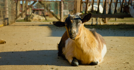 A goat enjoys a tranquil moment on a farm, resting on the warm ground as sunlight casts gentle shadows. The serene environment showcases the simplicity of farm life and animal behavior.