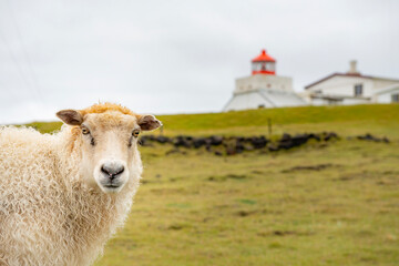 Sheep on a meadow in the hills of the Westman Islands in Iceland.