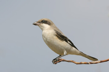 A young lesser grey shrike (Lanius minor) is photographed in close-up against a blurred sky.