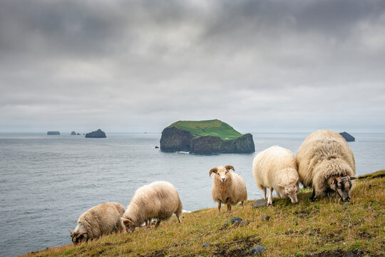 Sheep on a meadow in the hills of the Westman Islands in Iceland.