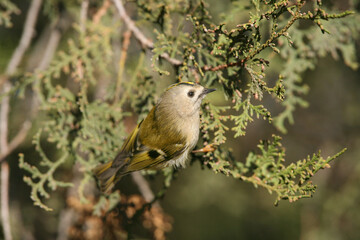 An adult male goldcrest (Regulus regulus) is photographed close-up in various situations perched on the branches and needles of a thuja tree.