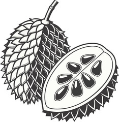 Detailed line drawing of a whole and halved Marang fruit (Artocarpus odoratissimus) fruit