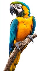Naklejka premium A bright macaw with luxurious blue and yellow feathers sits on a branch, showcasing the beauty of tropical nature, which is ideal for an atmospheric background in interior design or themed posters.