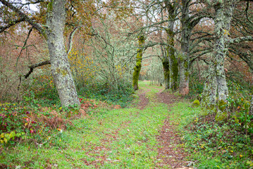Green Grassy Trail The Concept of Nature