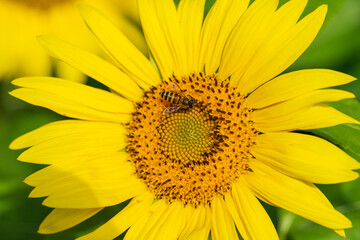 Close-up of a bee on a sunflower