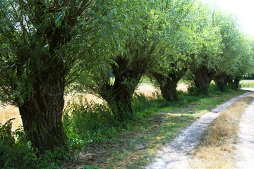 Fototapeta premium Przydrożne Wierzby głowiaste (Salix L.) w pełnej wiosennej krasie sa charakterystycznym elementem wiejskiego krajobrazu. Wierzba głowiasta to nie odrębny gatunek drzewa, tylko jej forma, kształt nada