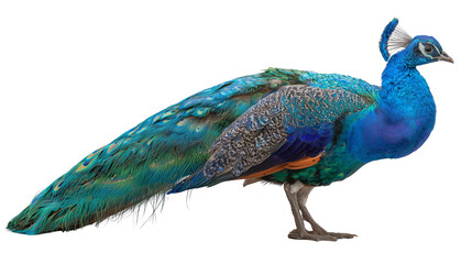 Obraz premium A vibrant peacock standing gracefully on transparent png background. Ai generated