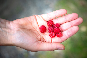 Raspberries on the palm of your hand