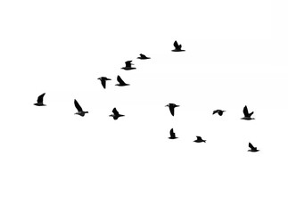 Seagull in flight on a white ...