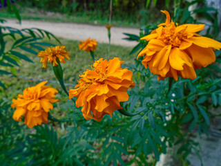 This beautiful marigold displays its bright orange petals, a cheerful sight in any garden. Bright orange Marigold Flower in Garden &ndash; Close-Up Nature Photography