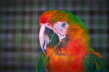 Colorful Parrot Close Up in Animal Sanctuary with Vibrant Plumage