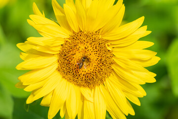 Sunflowers growing vigorously and bees collecting nectar.