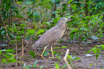 Wild animals, featuring the Black-crowned Night Heron.