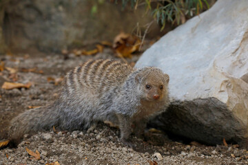 Zebramanguste (Mungos mungo) Raubtier in Landschaft