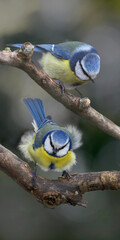 Blaumeise (Cyanistes caeruleus) zwei Tiere sitzen auf Ast