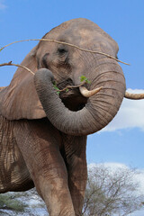  Afrikanische Elefant (Loxodonta africana) Afrika