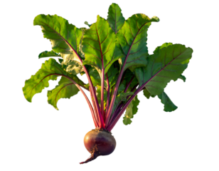 Fresh beet with vibrant green leaves and red veins on a black background beetroot root vegetable