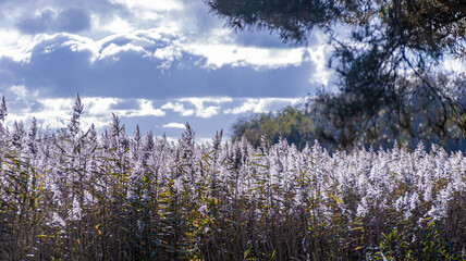 Okolice jez. Resko k/Mrzeżyna © lech