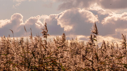 Okolice jez. Resko k/Mrzeżyna © lech