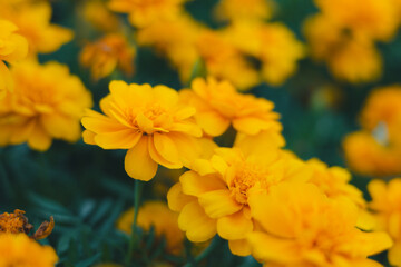 Obraz premium Beautiful yellow Marigold is blooming in the garden. 