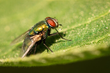 Macro image of fly resting on green leaf surface