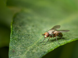 Macro view of fly perched on green leaf surface