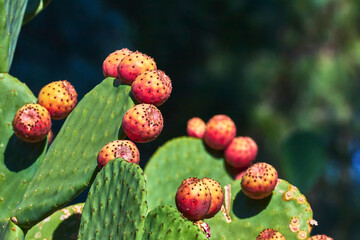 Prickly Pear Cactus Fruit Close Up with Sunlight on Green Pads