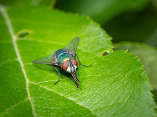 Macro image of fly perched on green leaf surface