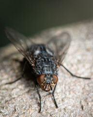 Macro photograph of fly sitting on tree bark surface