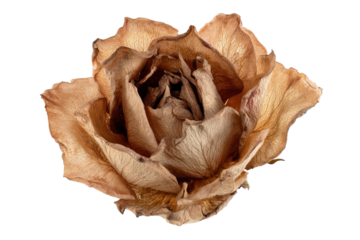Withered Rose in Earthy Hues: A close-up view reveals a single, delicate rose in its final moments of beauty. The petals, now tinged with earthy browns and subtle textures.