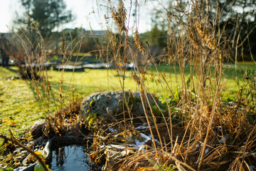Naklejka premium Dry flower stalks with dark seed heads catch the low winter sun in a glowing backlight. Quiet remnants of past bloom holding form in the golden stillness of the off-season.