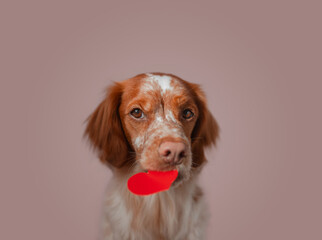 Wide portrait shows brown white dog gripping bright red heart cutout from mouth against soft pink backdrop. Warm tones highlight fur texture, symmetrical framing enhances clarity, smooth light