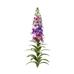 Fototapeta premium Tall foxglove plant with pink purple white flowers isolated