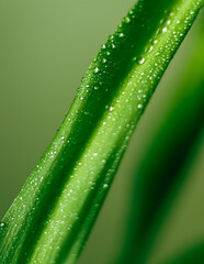 Green plant leaf showing macro detail of water drops and fresh dew, symbolizing nature, purity, and growth