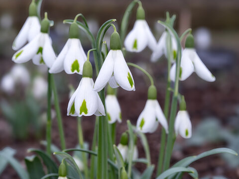 Closeup of pretty snowdrop flowers, variety Trumps