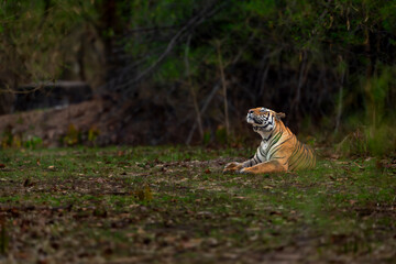Fototapeta premium wild bengal tiger or panthera tigris at bandhavgarh National Park Forest Reserve madhya predesh India. side face of adult male eyes looking up in sky in isolated black background winter season safari