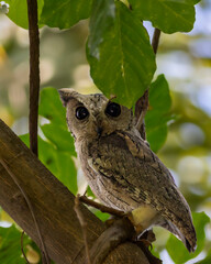 indian scops owl or Otus bakkamoena keoladeo national park bharatpur bird sanctuary rajasthan india bird closeup with eye contact perched or roosting on natural green tree during winter season safari