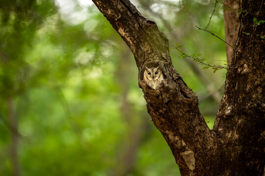wild indian scops owl or Otus bakkamoena ranthambore national park forest tiger reserve rajasthan india bird with eye contact in nest hollow roosting in natural green background winter season safari