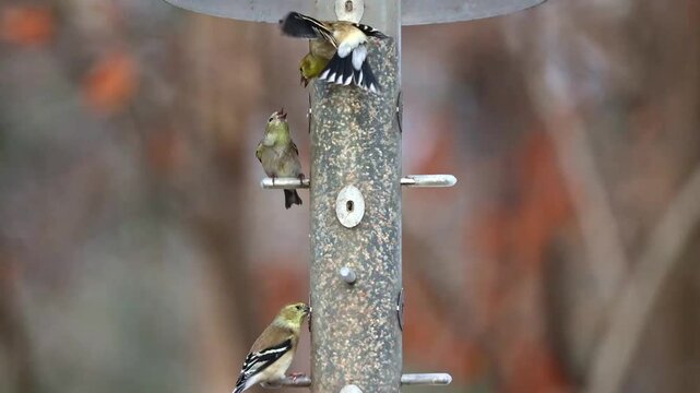 Group of pine siskins eating at thistle bird food feeder. 