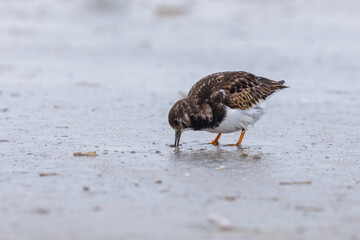 Turnstone on the beach in its natural environment on the sand looking for food