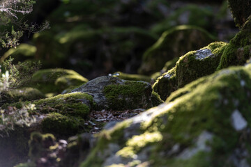 Cailloux et mousses dans un sous bois