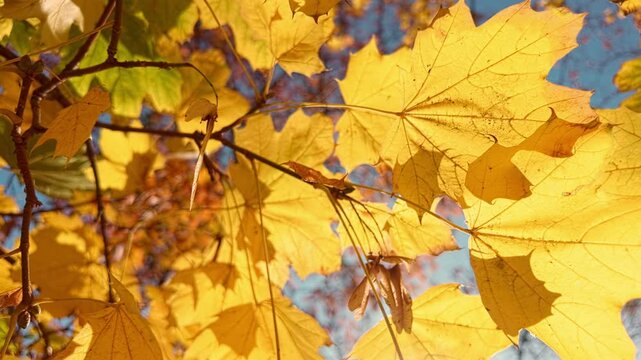 Close-up of yellowed autumn leaves of maple, against blue sky on vivid, sunny day, backlit by sunlight. Natural scene of golden autumn with sun rays filtering through yellow maple foliage 