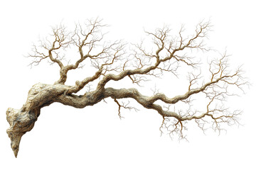 Gnarled Tree Branch With Bare Twigs. Symbol Of Nature'S Resilience And Growth Isolated On Transparent Background